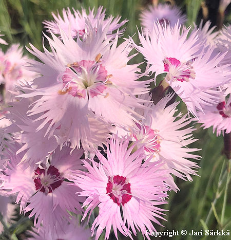 Dianthus plumarius 'Pirkko', sulkaneilikka
